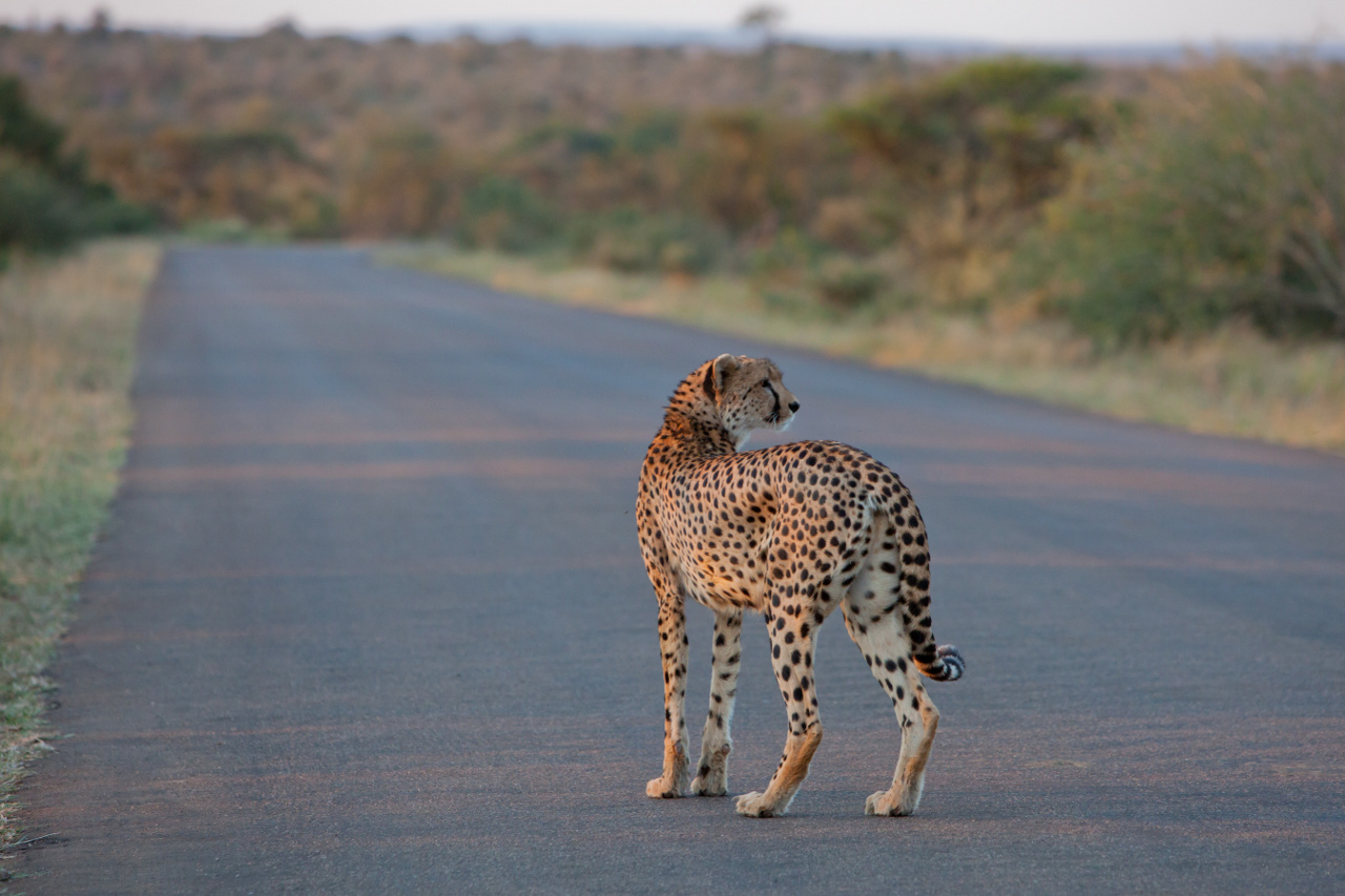 Cheetah